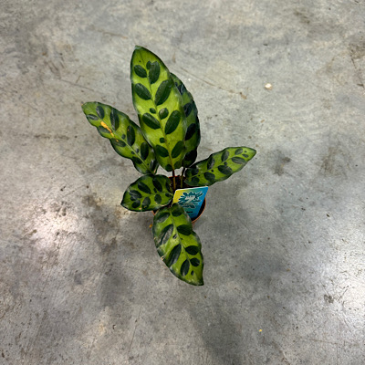 2" Custom Asst: Calathea Lancifolia 